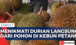 Durian Langsung dari Pohon