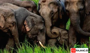 Gajah Liar Vaksin Kontrasepsi