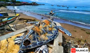 Penyu Kardus Gadobangkong