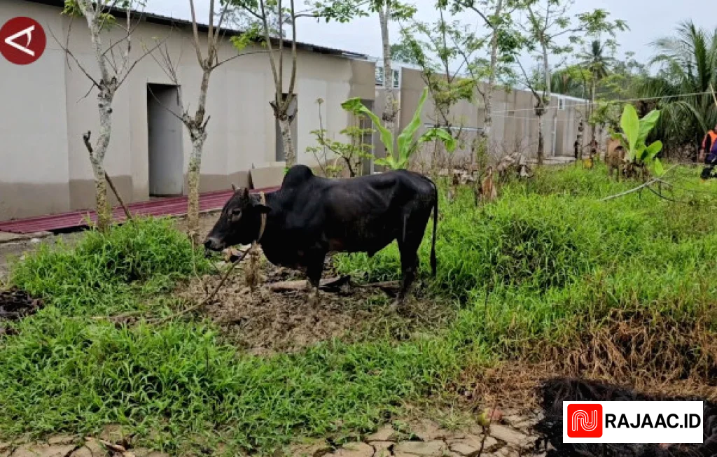 Sumbangan Sapi Meugang Aceh