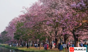 Tabebuia Rosea Kampus Kasetsart