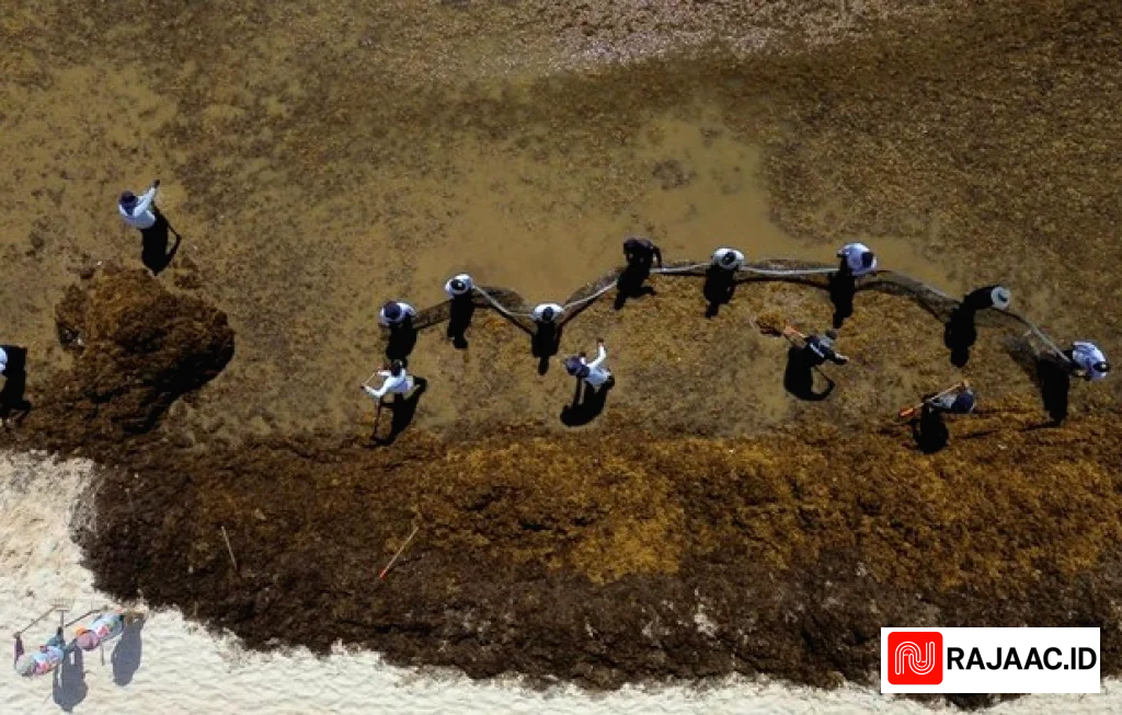 Pembersihan Sargassum Playa del Carmen