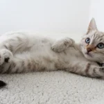 Kucing Mendekat Saat Menangis