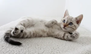 Kucing Mendekat Saat Menangis